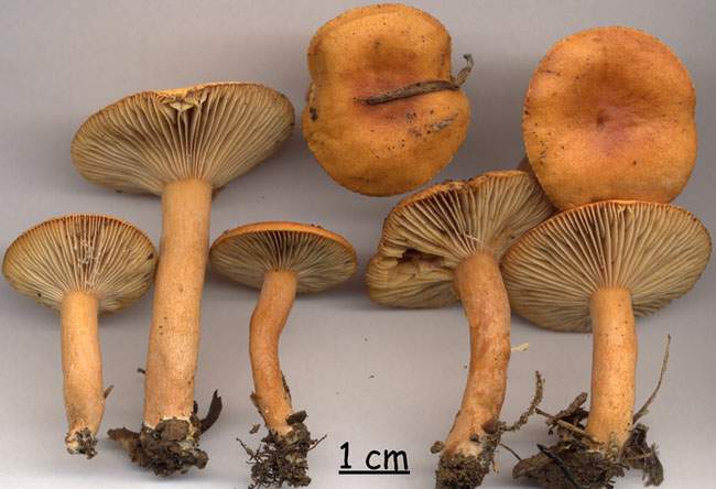 Lactarius aurantiacus